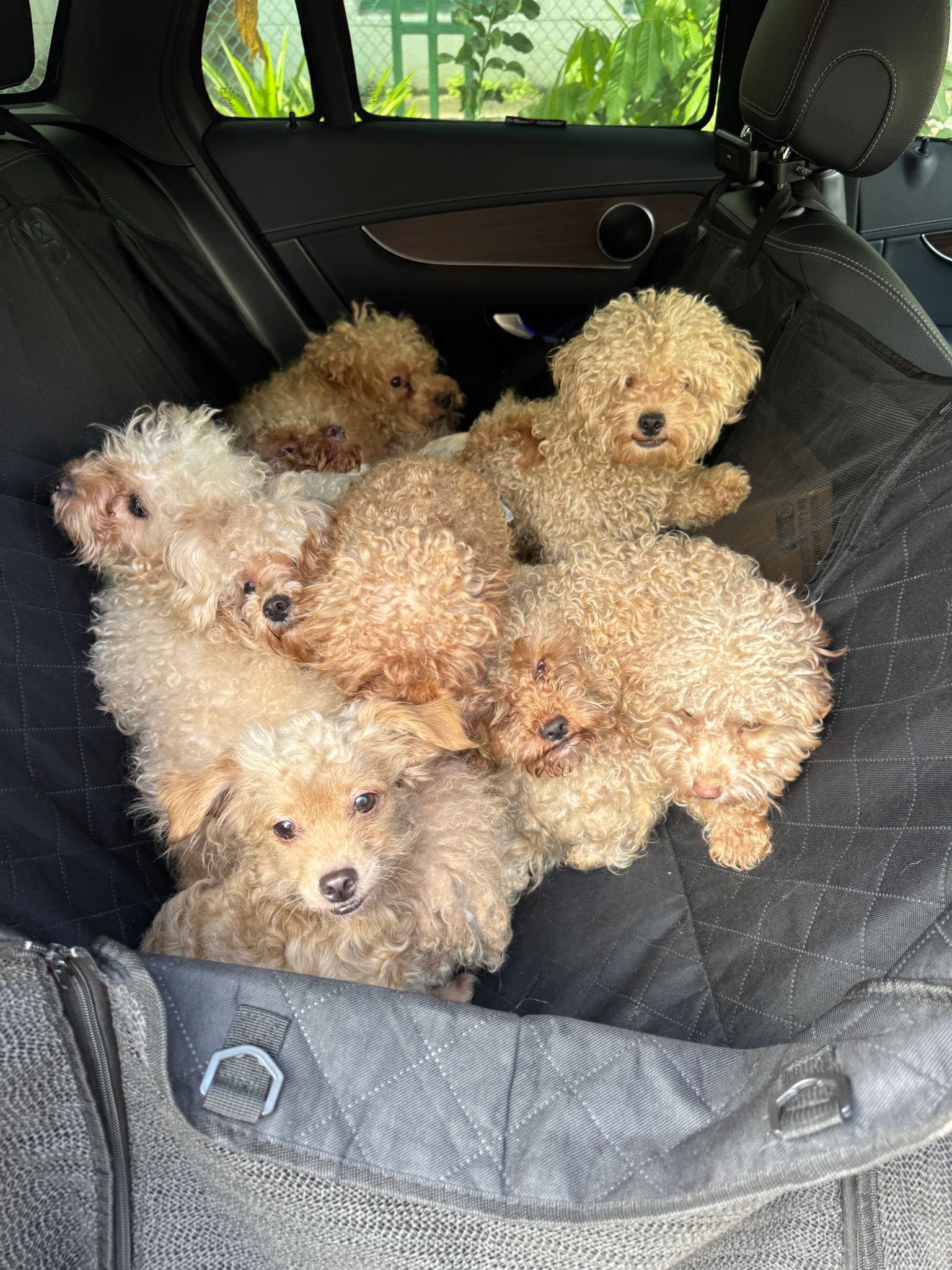 Nuôi tới 79 con chó trong nhà, người phụ nữ bị phạt hơn 400 triệu đồng- Ảnh 1.