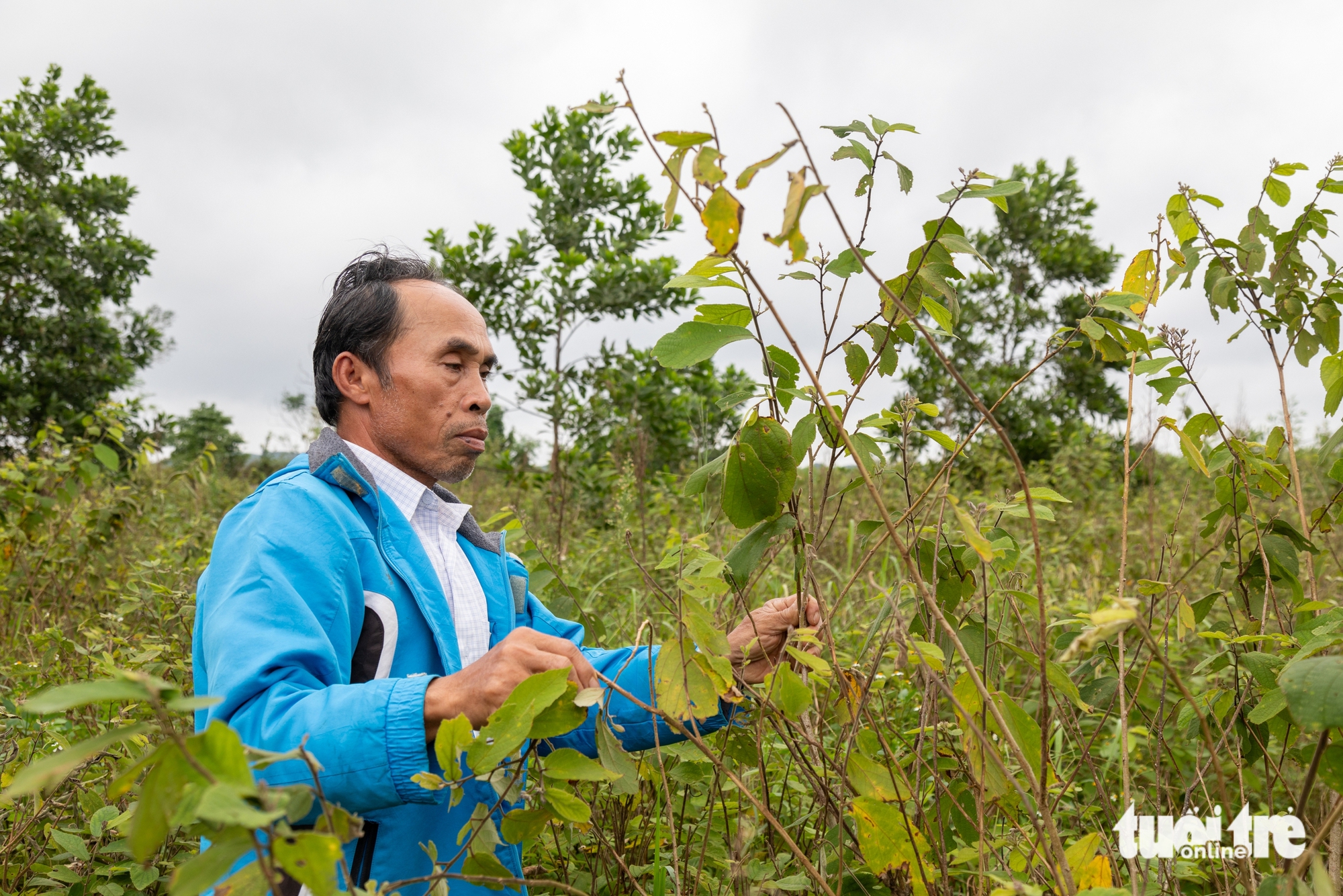 Ôm mộng đổi đời từ liên kết trồng cây an xoa xuất sang Mỹ, nông dân ôm nợ 1 an xoa - Ảnh 1.