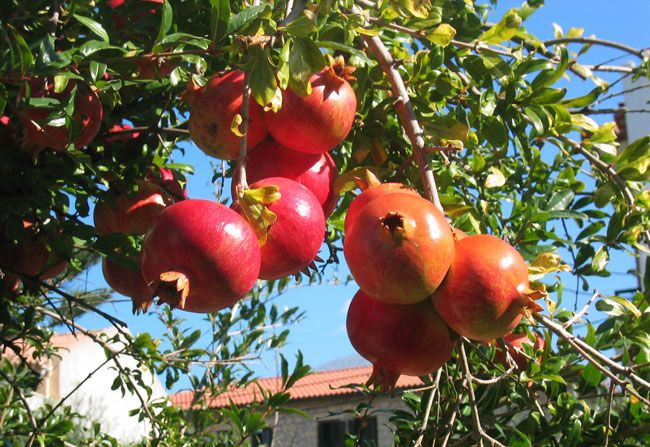 Ông bà dặn con cháu: Trông sân biết lộc, nhìn ngõ rõ phúc - Sân nhà có 5 cây này, cả năm chẳng lo nghèo- Ảnh 1. Ông bà dặn con cháu: Trông sân biết lộc, nhìn ngõ rõ phúc - Sân nhà có 5 cây này, cả năm chẳng lo nghèo- Ảnh 1.