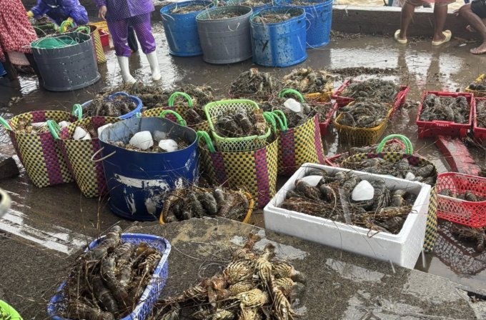 Tôm hùm ở Phú Yên (cũ) chết hàng loạt vì lũ. Ảnh: Hằng Nguyễn