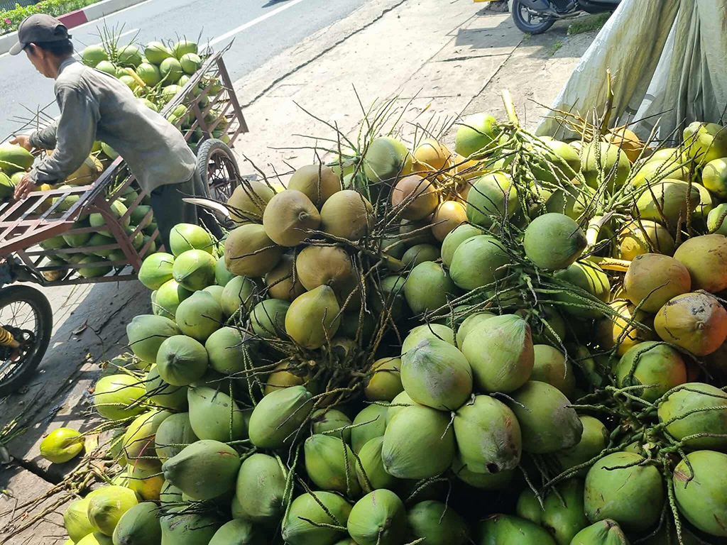 Sau cơn sốt, giá dừa quay đầu giảm, vì sao?- Ảnh 1.
