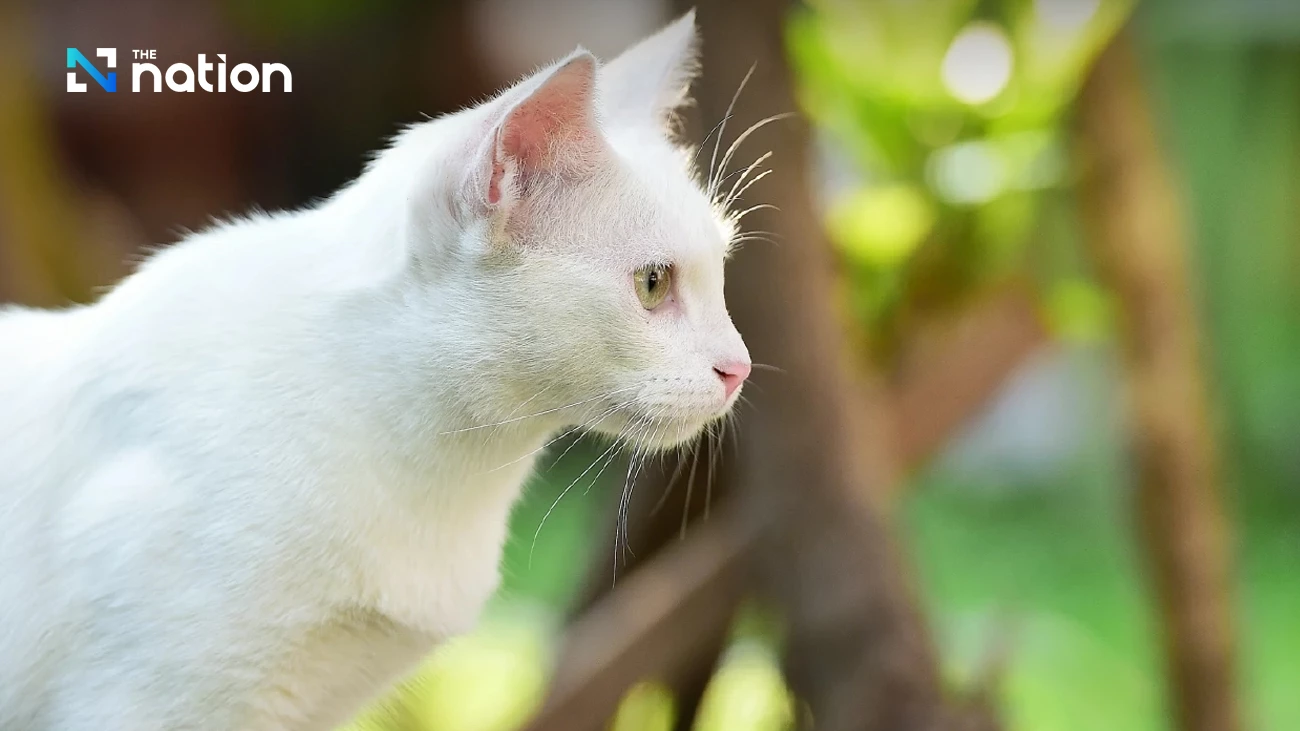 Thái Lan công nhận mèo Thái là một phần bản sắc quốc gia- Ảnh 2. Thái Lan công nhận mèo Thái là một phần bản sắc quốc gia- Ảnh 2.