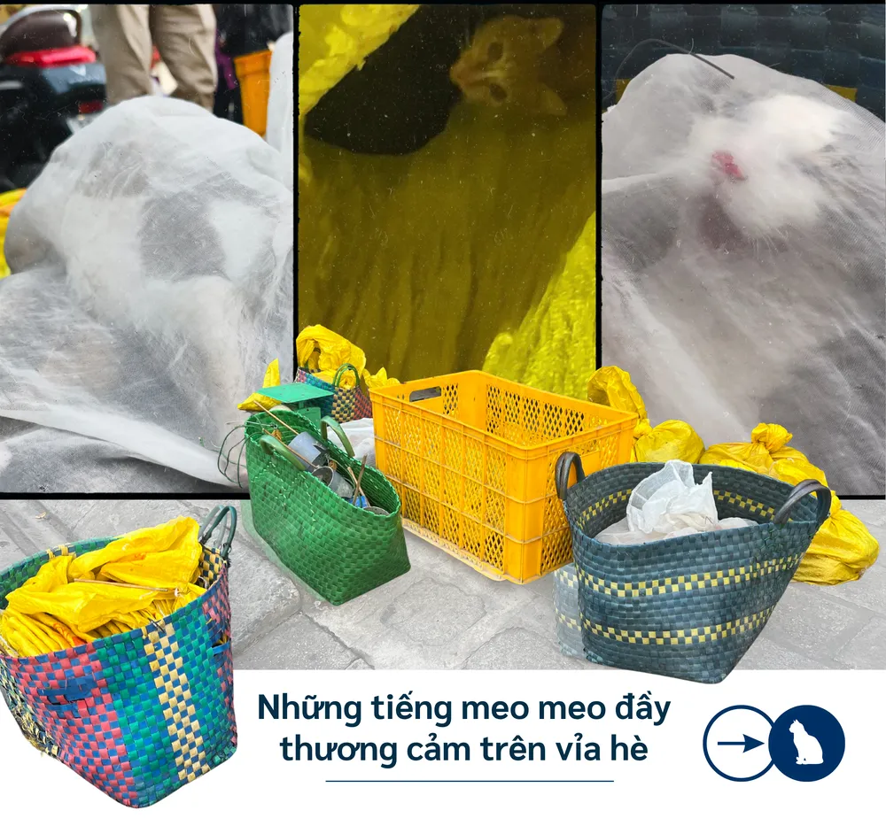 ẢNH GHÉP 4 - Mèo bị nhốt trong bao tải, túi, cũi nhựa, chất thành đống ngay giữa vỉa hè (1).png