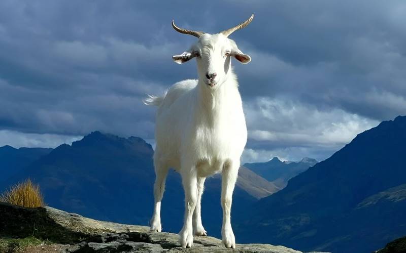 Tháng 10 Âm lịch có 4 con giáp 