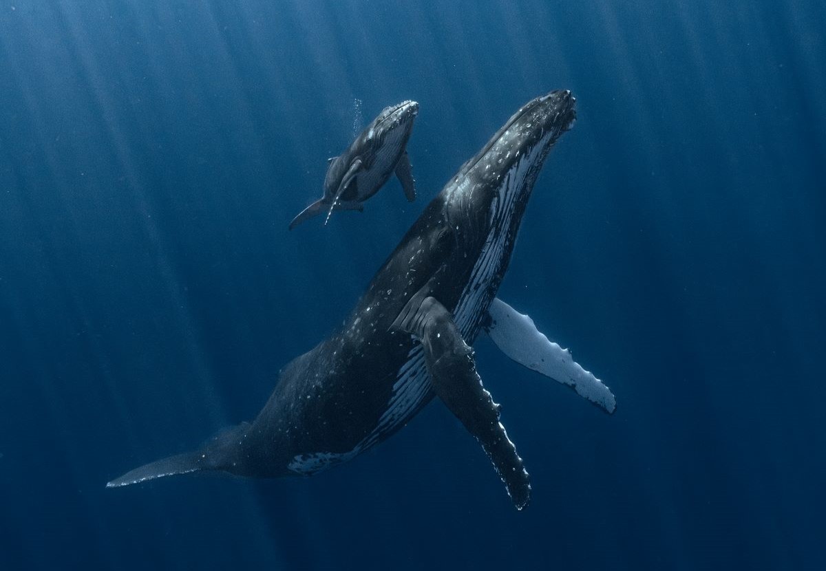 Tho lan suyt bi nuot chung trong tich tac