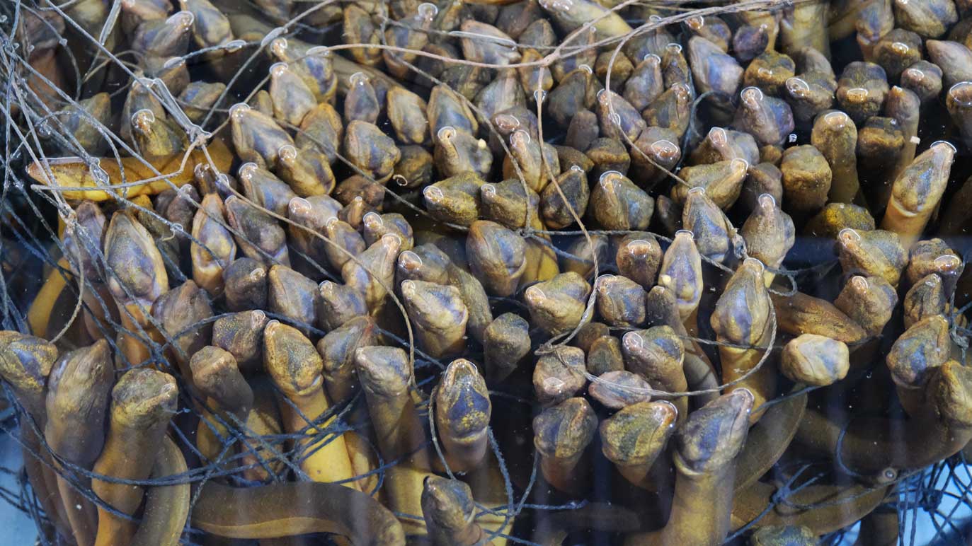 Loài cá được ví là “nhân sâm dưới nước”: Nuôi ở nơi đặc biệt, cả Trung Quốc, Nhật Bản, Mỹ đều muốn mua- Ảnh 1.