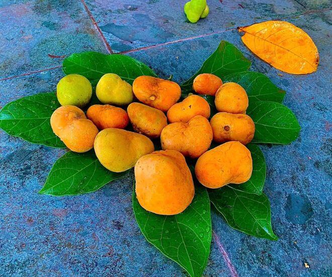 Thứ quả có ruột màu hồng cực xinh xưa đầy ở quê nay thành đặc sản thành phố, giá ngang trái cây nhập khẩu 1 Thứ quả có ruột màu hồng cực xinh xưa đầy ở quê nay thành đặc sản thành phố, giá ngang trái cây nhập khẩu - 1