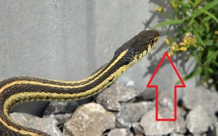 Thứ trong nhà khiến rắn sợ run bần bật- Ảnh 1.