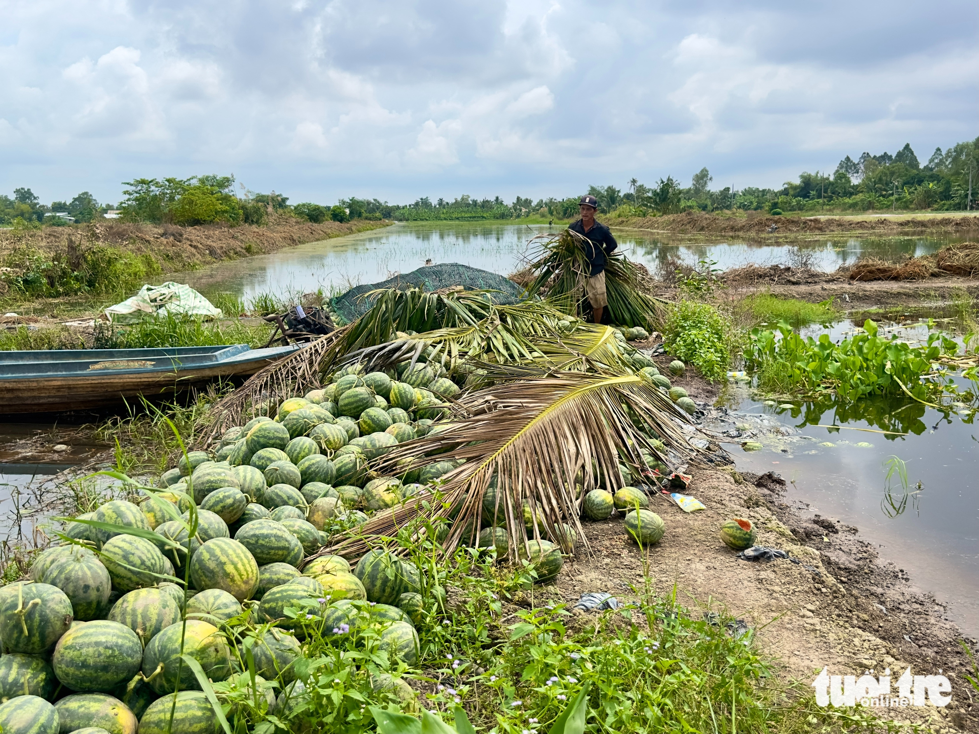 Triều cường làm ngập 615ha khóm và hoa màu, gây thiệt hại nặng - Ảnh 1.