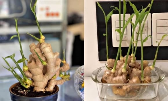 gừng, phong thủy, trồng gừng phong thủy