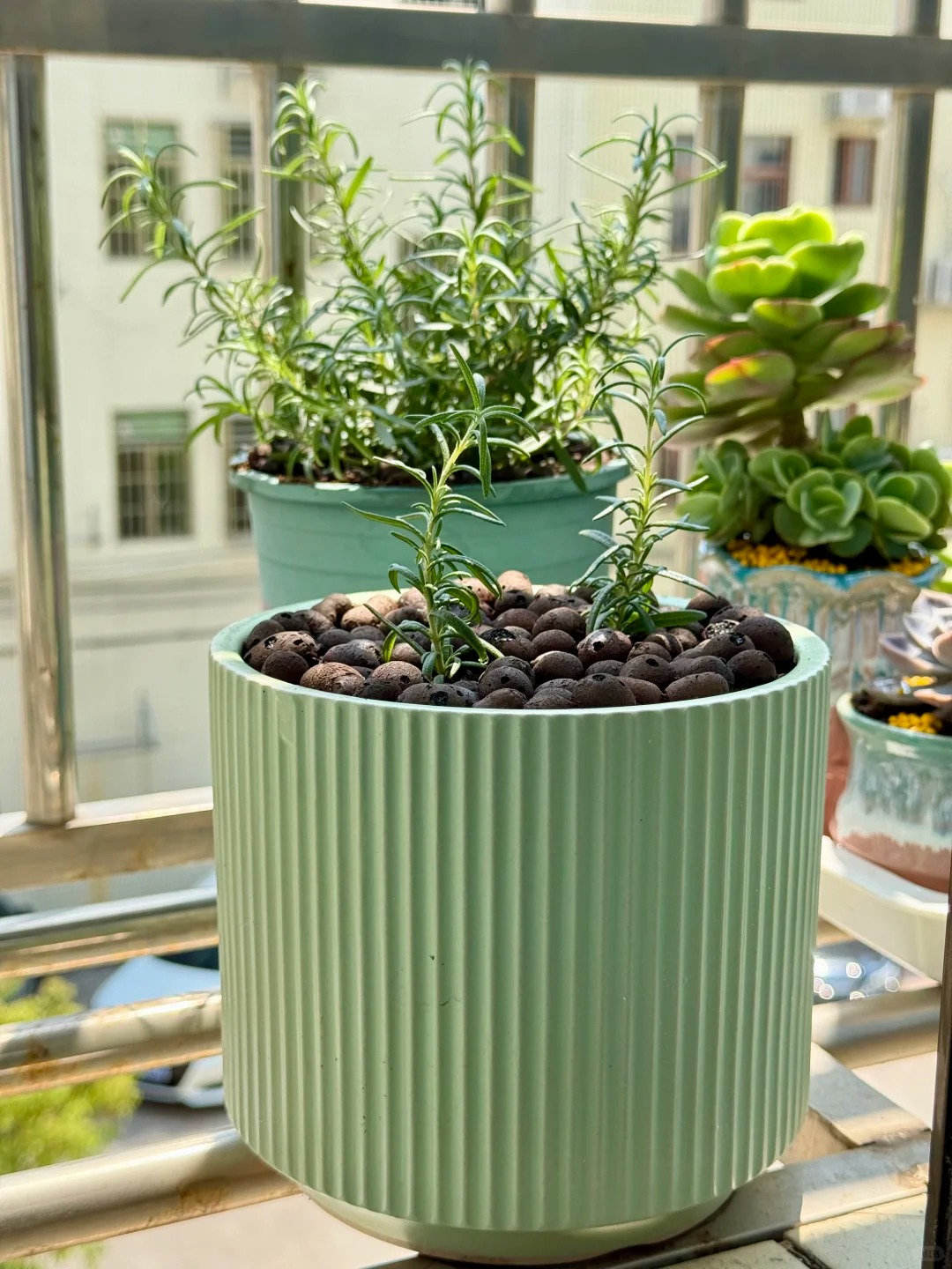 Trồng hương thảo thủy canh tại nhà: Giải pháp cho góc bếp xanh mát - Ảnh 16.