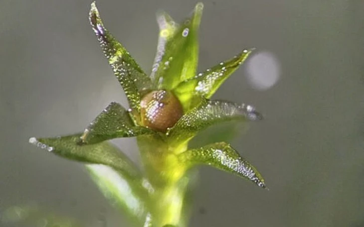 Các nhà khoa học Trung Quốc tìm thấy loài dương xỉ có thể tự tạo tinh thể đất hiếm - Ảnh 2.