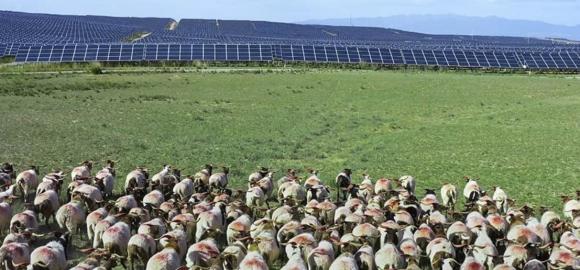 thả cừu ở nhà máy điện mặt trời, sáng kiến thú vị, cừu trong nhà máy điện