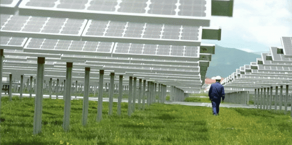 thả cừu ở nhà máy điện mặt trời, sáng kiến thú vị, cừu trong nhà máy điện