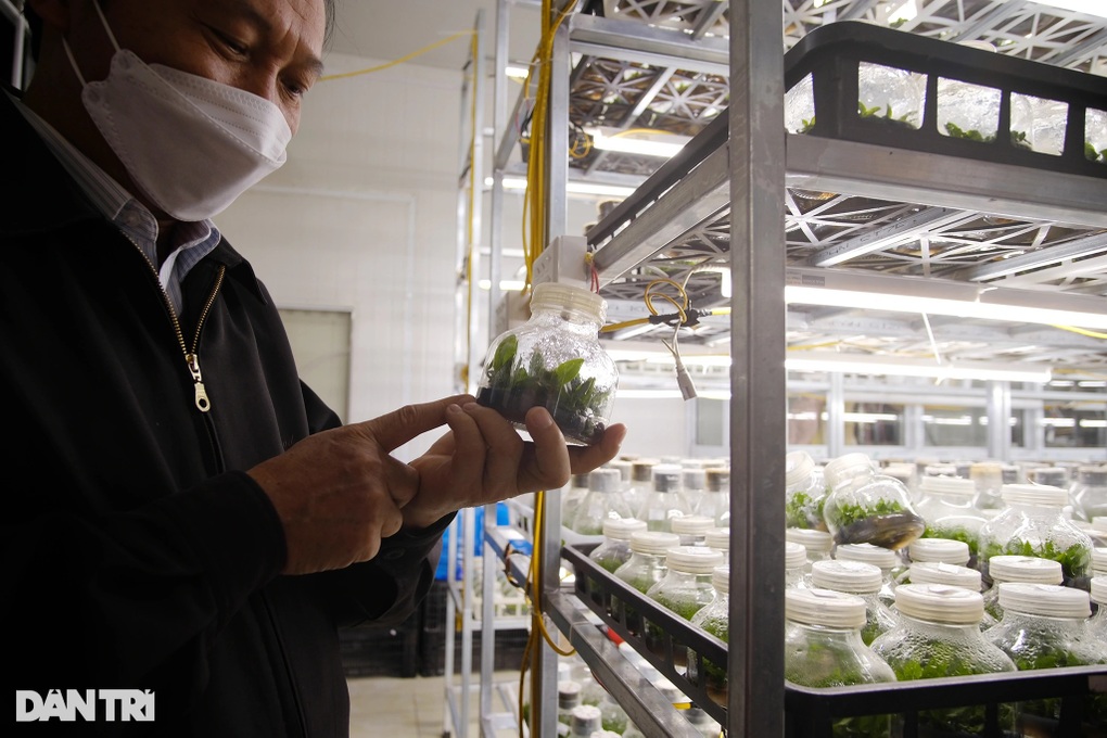 Trung tâm nghiên cứu hoa lan rực rỡ, nhộn nhịp đón Tết cận kề - 3