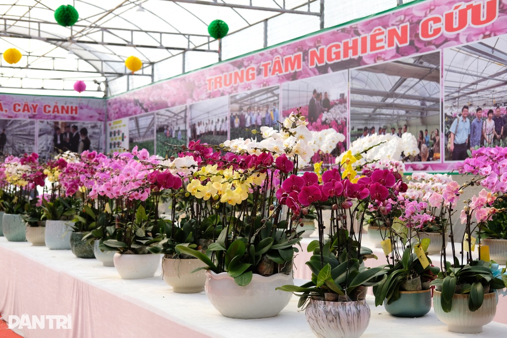 Trung tâm nghiên cứu hoa lan rực rỡ, nhộn nhịp đón Tết cận kề - 1