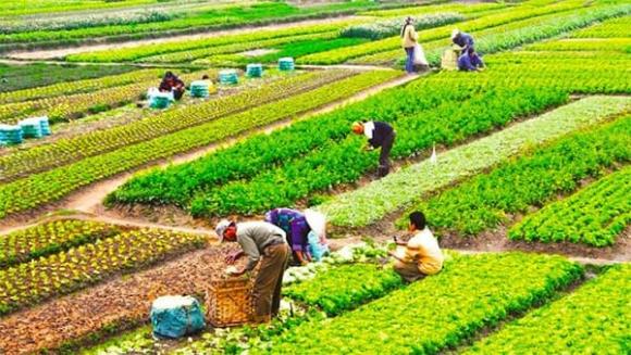 miễn thuế sử dụng toàn bộ diện tích đất nông nghiệp, Luật đất đai 2024