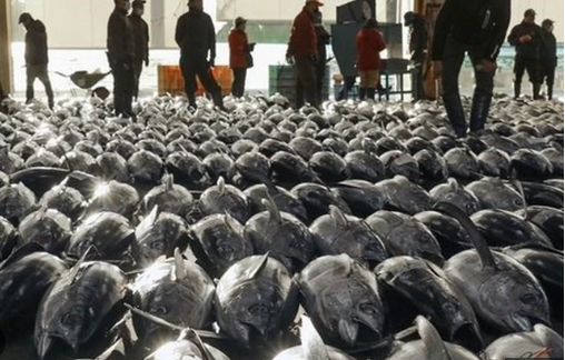 Một loại ‘siêu thực phẩm’ của Việt Nam đang được Nga cực kỳ ưa chuộng: Ưu đãi thuế nhập khẩu 0%, hơn 75 thị trường đang là khách ruột- Ảnh 1. Một loại ‘siêu thực phẩm’ của Việt Nam đang được Nga cực kỳ ưa chuộng: Ưu đãi thuế nhập khẩu 0%, hơn 75 thị trường đang là khách ruột- Ảnh 1.