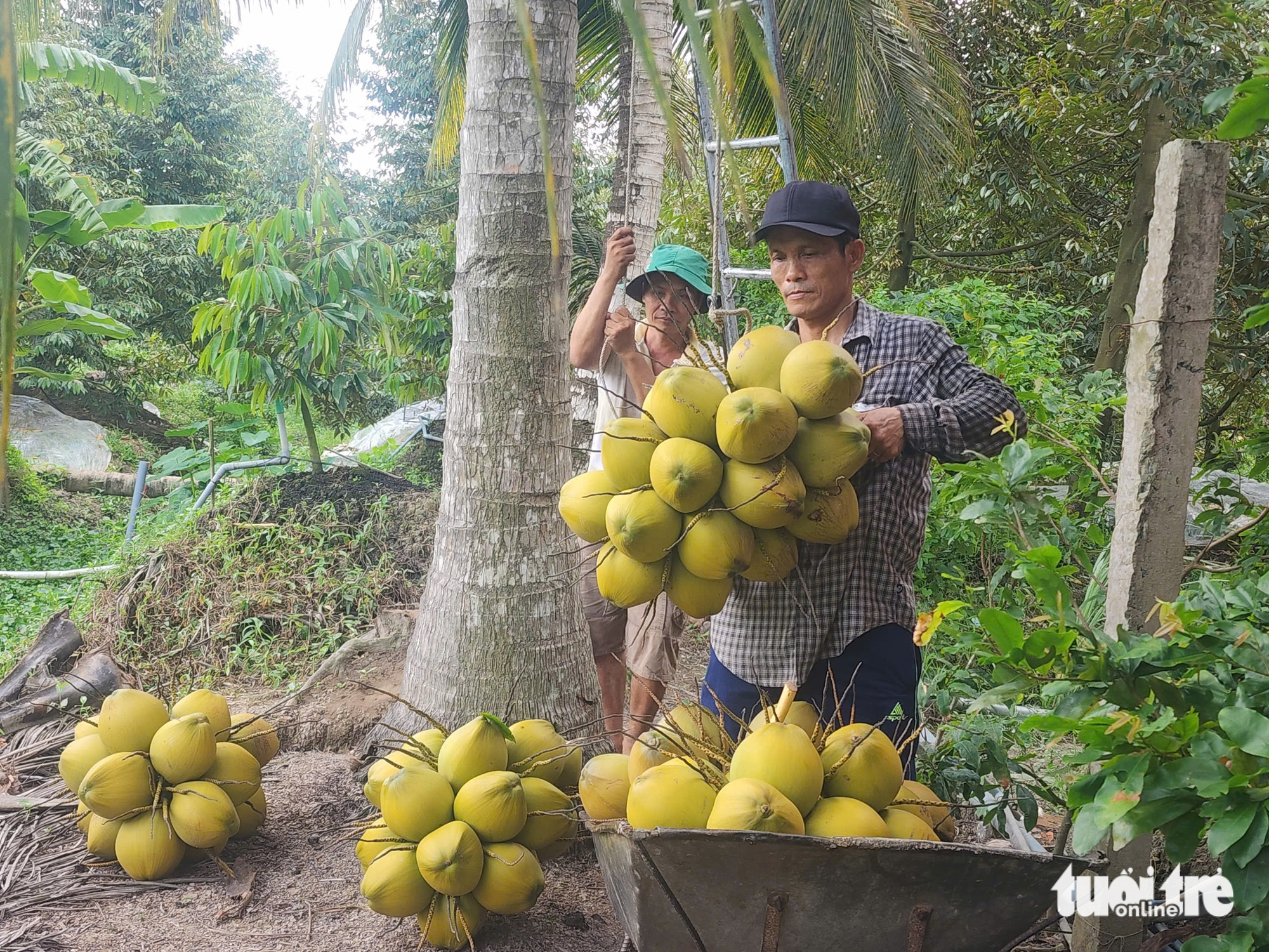 giá dừa - Ảnh 1.