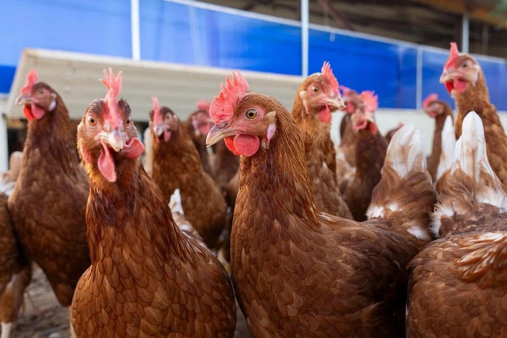 Viện Pasteur Pháp cảnh báo về nguy cơ đại dịch nghiêm trọng hơn Covid-19 - 1