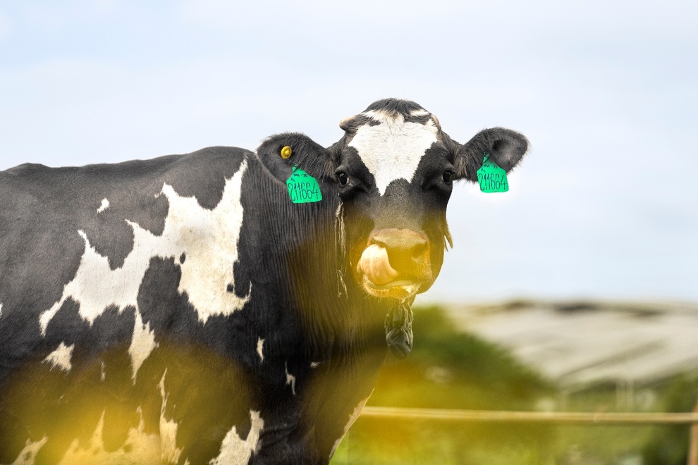 Vinamilk tinh tuyển giống bò thuần chủng để sản xuất sữa tươi A2 cho trẻ em Việt - 1