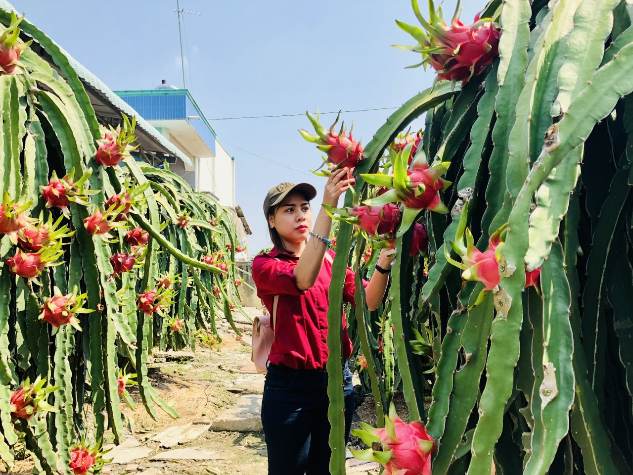 Vượt mặt sầu riêng, thanh long liệu có trở lại 'câu lạc bộ tỉ USD'?- Ảnh 1.