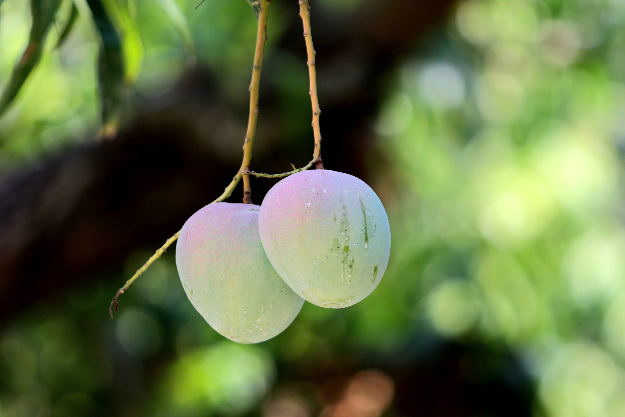 Xoài Úc chỉ còn hơn 1.000 đồng/kg, rụng đầy gốc không bán được- Ảnh 1.