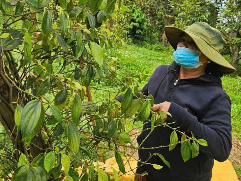 'Vàng đen' lập kỷ lục xuất khẩu, Việt Nam có đủ nguồn cung cho thế giới?- Ảnh 1. hồ tiêu - Ảnh 1.