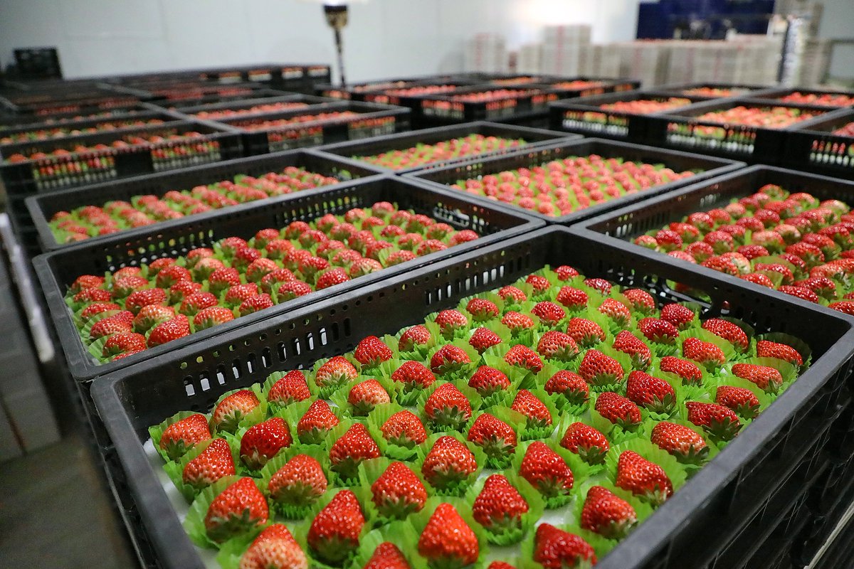 Loại quả của Việt Nam được khen 'ngon hơn hàng Hàn Quốc', lên cả máy bay đi quốc tế: xuất khẩu tăng khủng gần 1.000%, sản lượng vượt 9.000 tấn/năm- Ảnh 1.