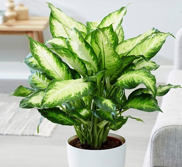 4 cây cảnh không để ở trong phòng ngủ vì ảnh hưởng không tốt cho gia chủ: 1 loại cây rất được yêu thích- Ảnh 1.