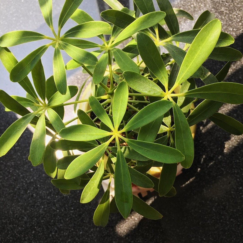 6 cây khiến rắn sợ đến mức tránh xa- Ảnh 7.