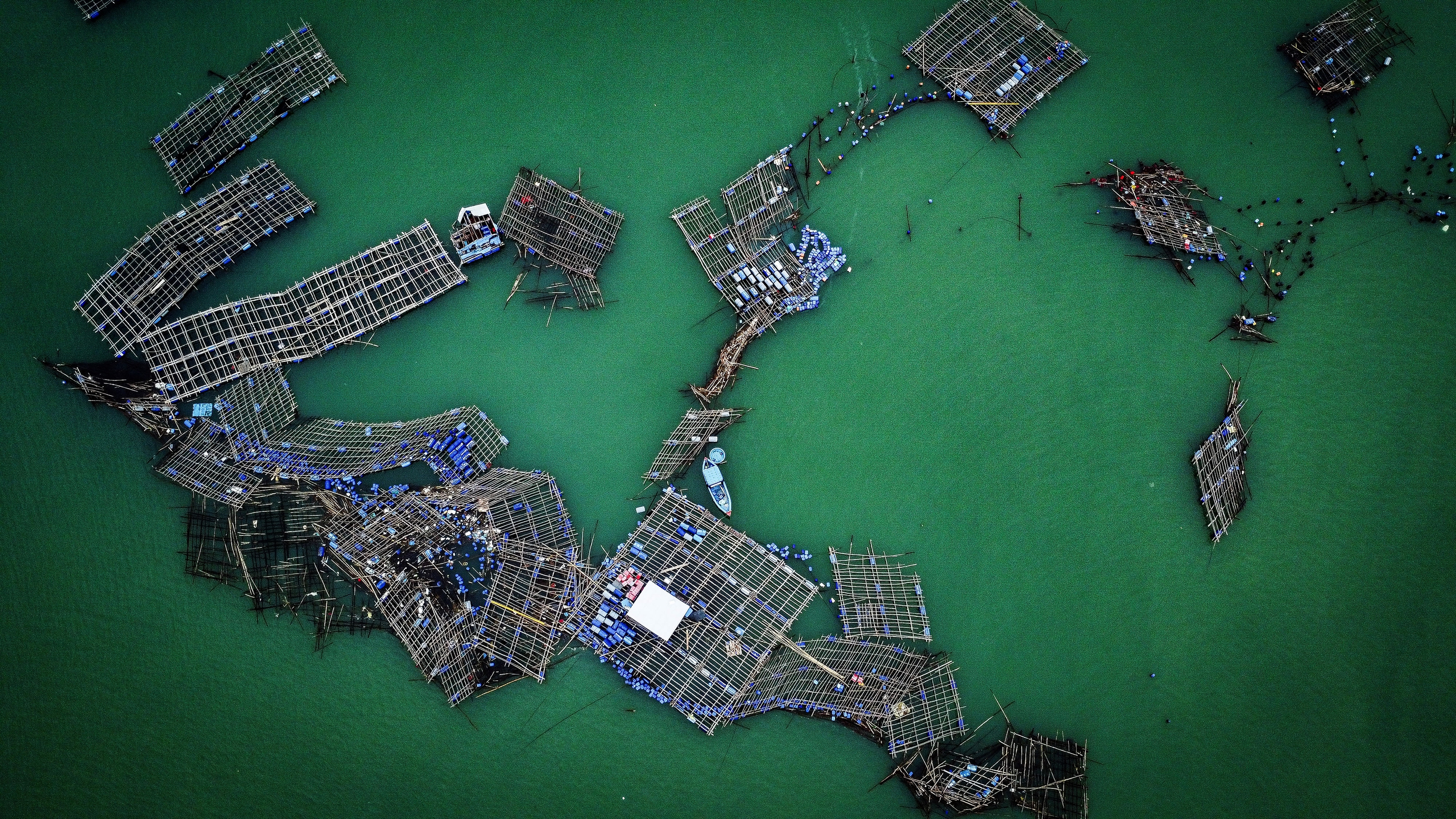 Tỉ phú tôm hùm quyết dựng lại cơ nghiệp - Ảnh 3. tôm hùm - Ảnh 3.