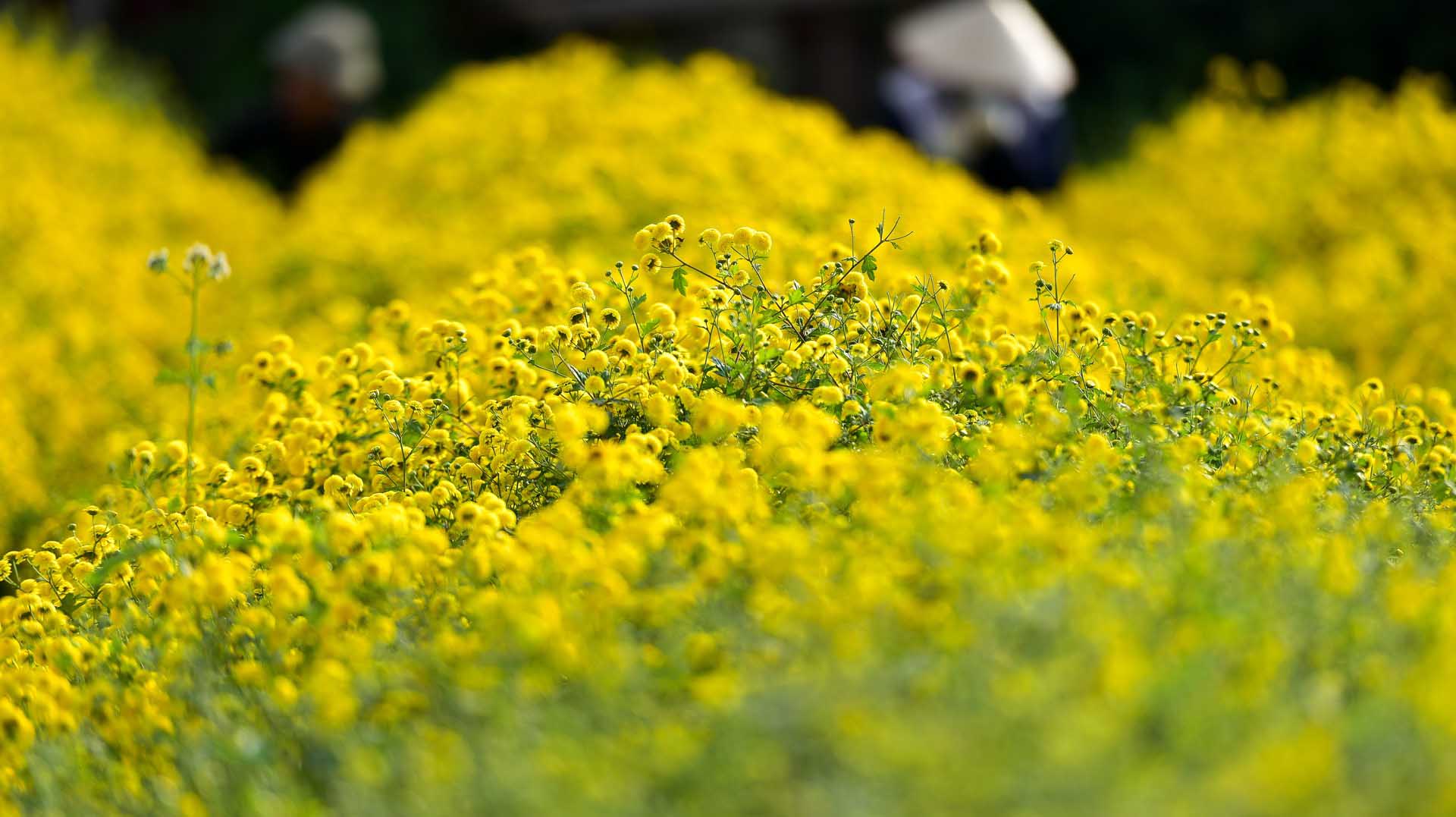 2 loài hoa vừa thanh lọc không khí, vừa hút tài lộc: Tết này không thể thiếu trong nhà- Ảnh 2.