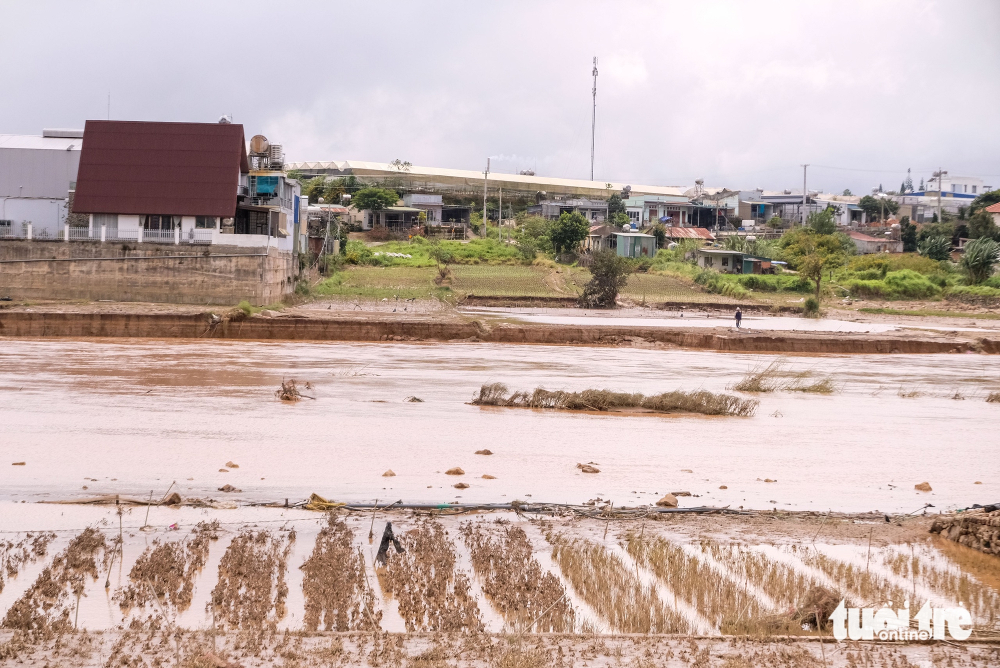 Vùng rau lớn nhất Lâm Đồng tan nát - Ảnh 5. Xót xa hình ảnh vùng rau lớn nhất Lâm Đồng tan hoang sau lũ dữ - Ảnh 5.