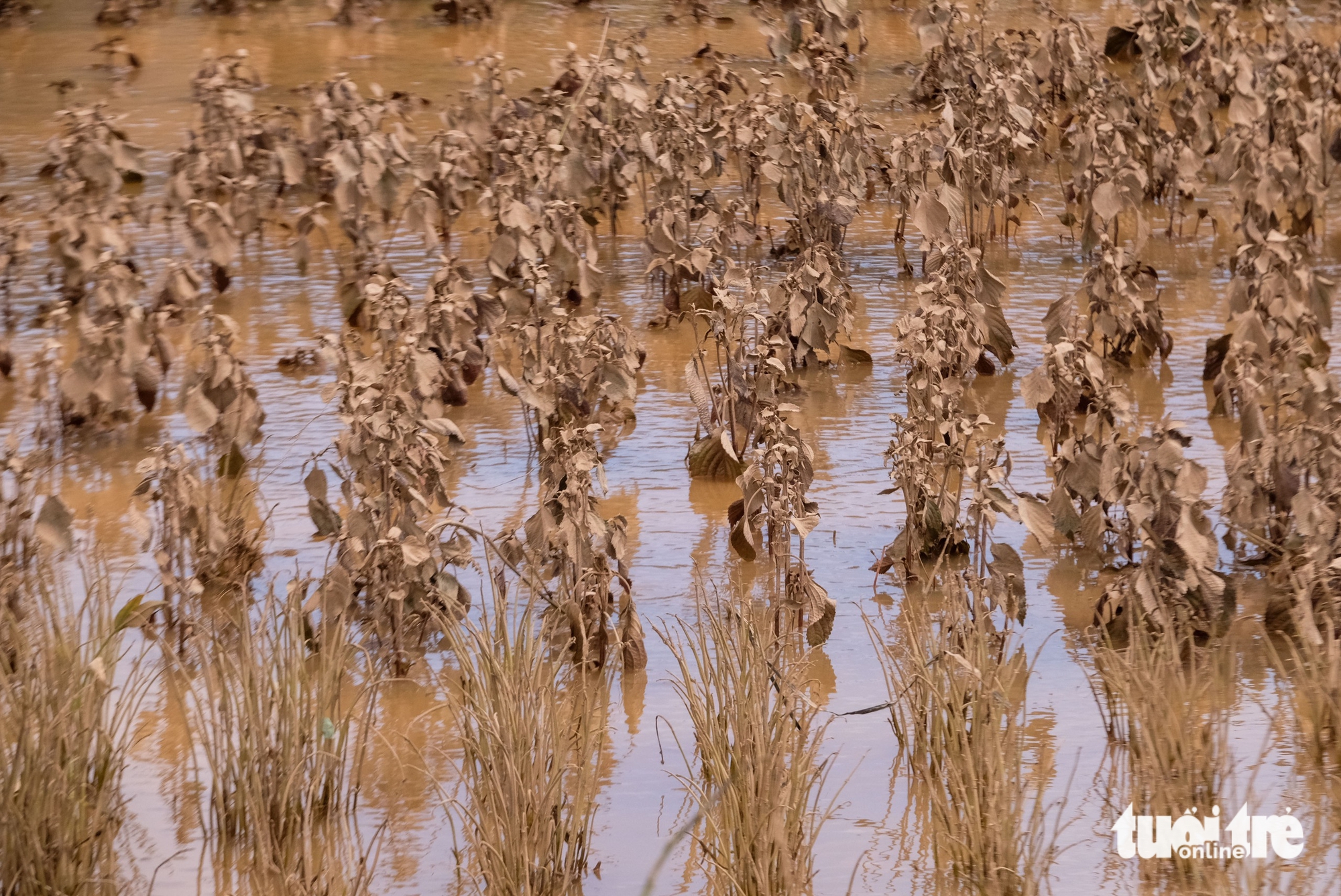 Vùng rau lớn nhất Lâm Đồng tan nát - Ảnh 6. Xót xa hình ảnh vùng rau lớn nhất Lâm Đồng tan hoang sau lũ dữ - Ảnh 6.