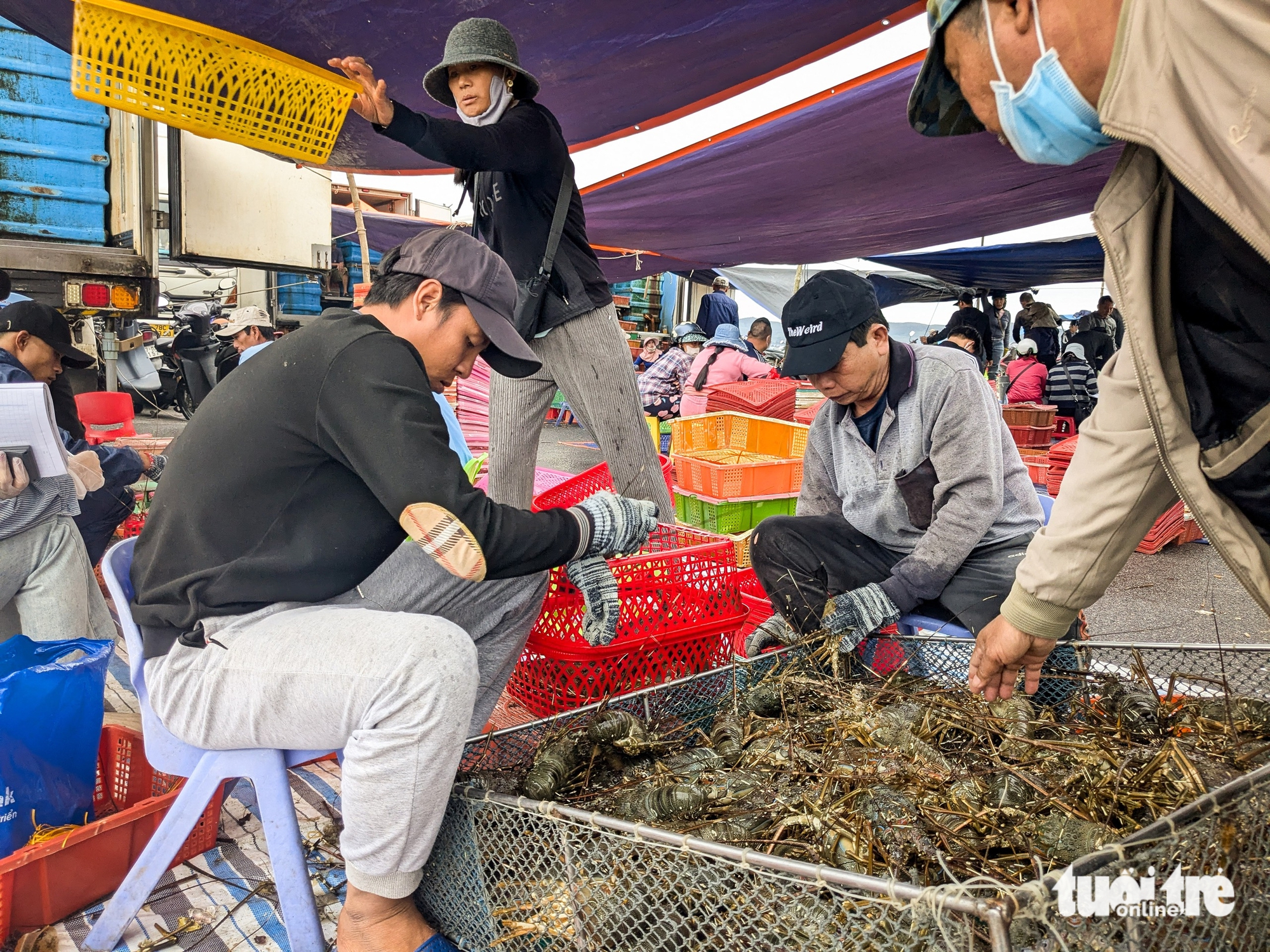 Chuyên gia hiến kế phát triển bền vững nghề nuôi tôm hùm: Đưa lồng nuôi ra vùng biển hở - Ảnh 2.