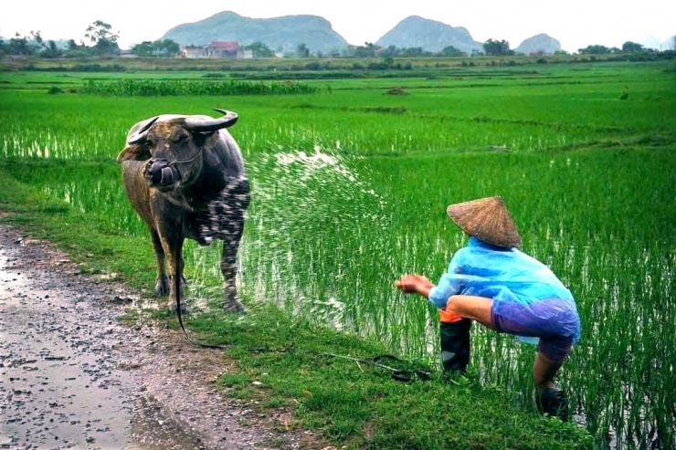 Bên trong Thành là những ruộng lúa xanh mướt