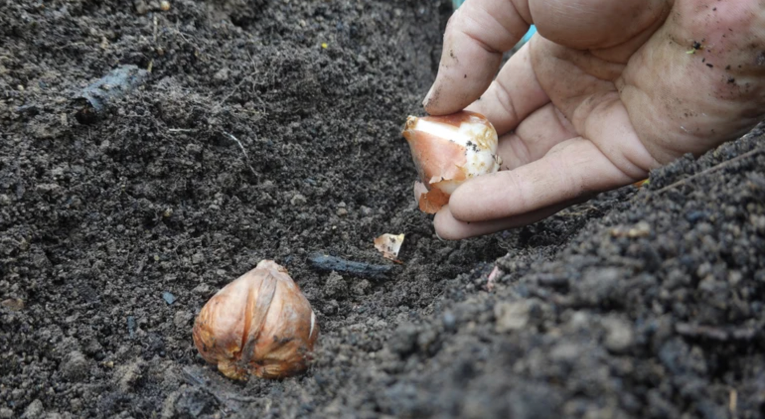 Loại cây vừa đẹp mắt vừa đuổi chuột cực tốt: Người Việt biết trồng từ trăm năm trước- Ảnh 3.