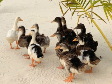 Độc lạ cuộc thi đặt tên cho đàn vịt trôi dạt vào resort 5 sao