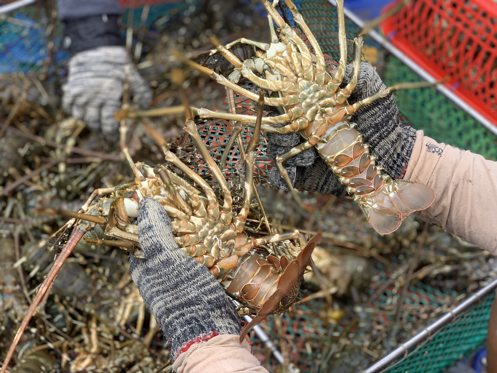 Thủ phủ tôm hùm nỗ lực hồi sinh sau lũ - Ảnh 2.