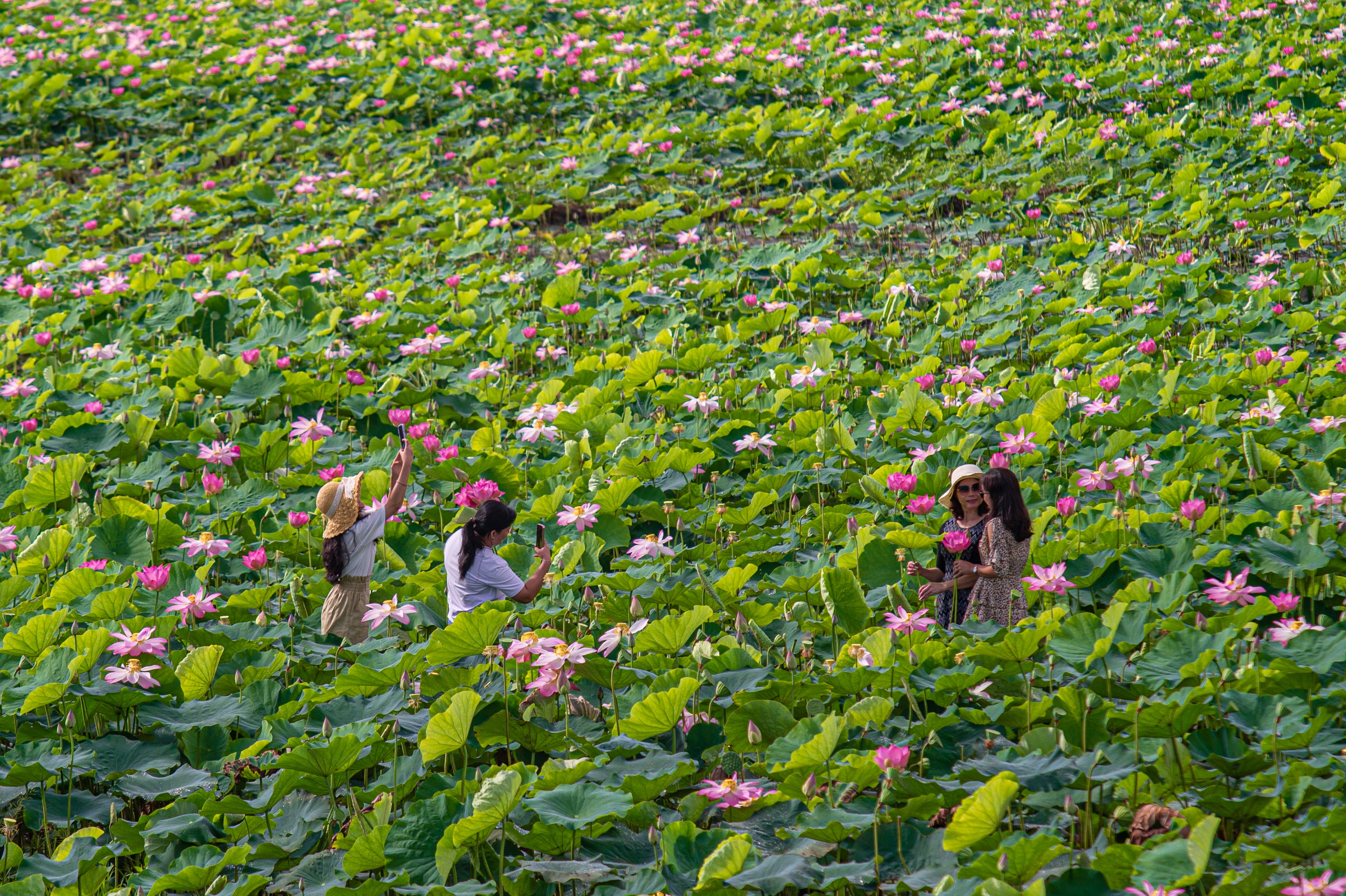 Phát triển kinh tế Đồng Tháp bứt phá với mô hình nông nghiệp sinh thái và công nghiệp hiện đại - Ảnh 8.