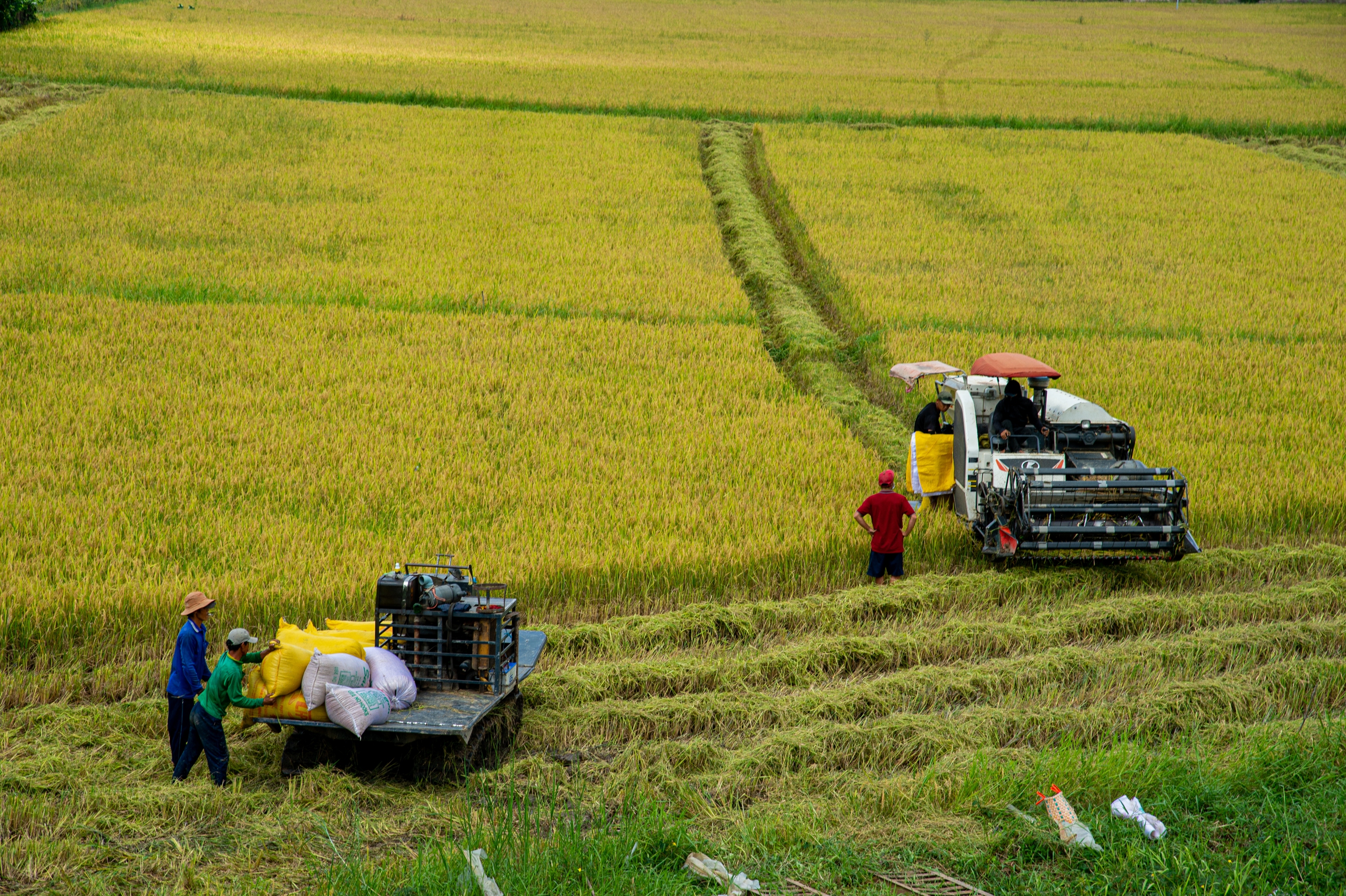 Phát triển kinh tế Đồng Tháp bứt phá với mô hình nông nghiệp sinh thái và công nghiệp hiện đại - Ảnh 15.