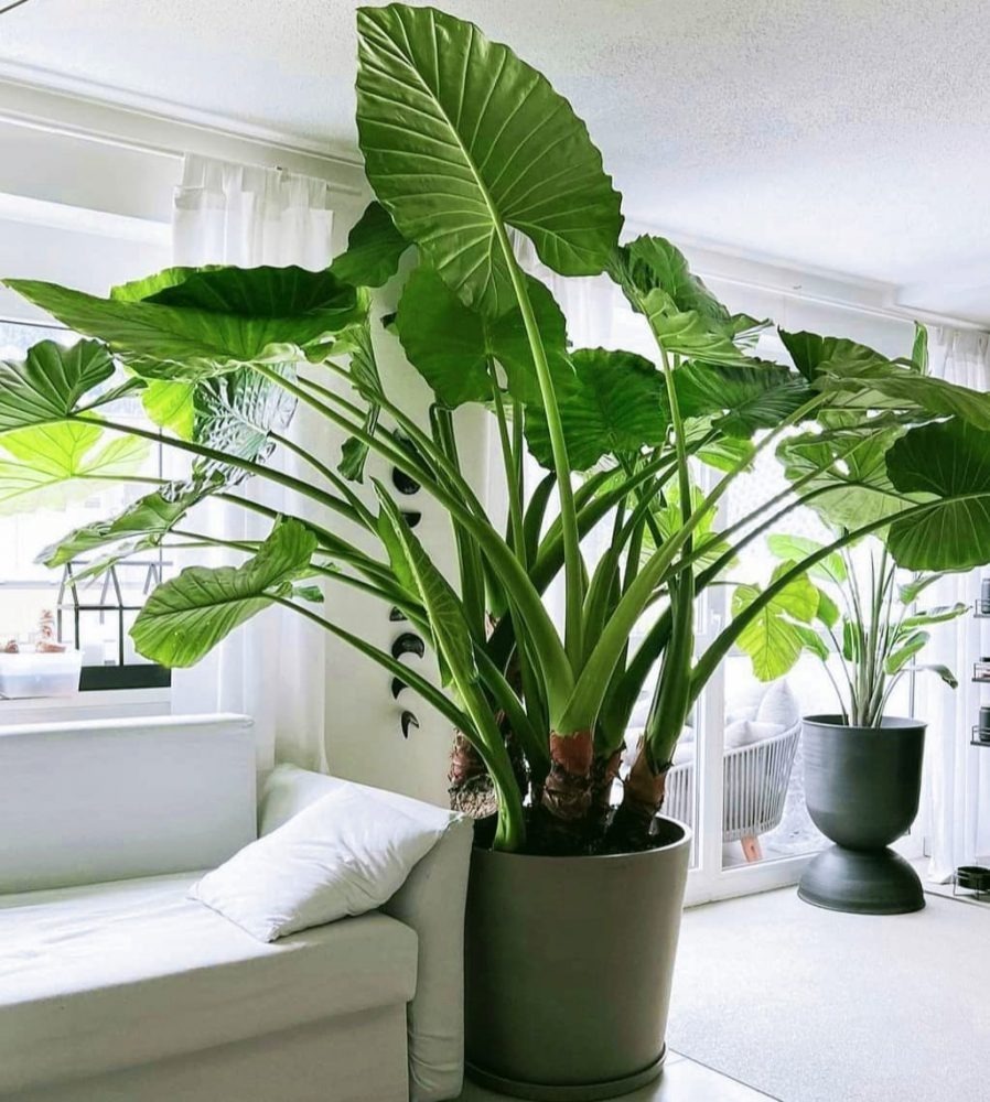 4 dấu hiệu nhận biết ngôi nhà có PHÚC LỘC, vượng vận đến 3 đời- Ảnh 2.