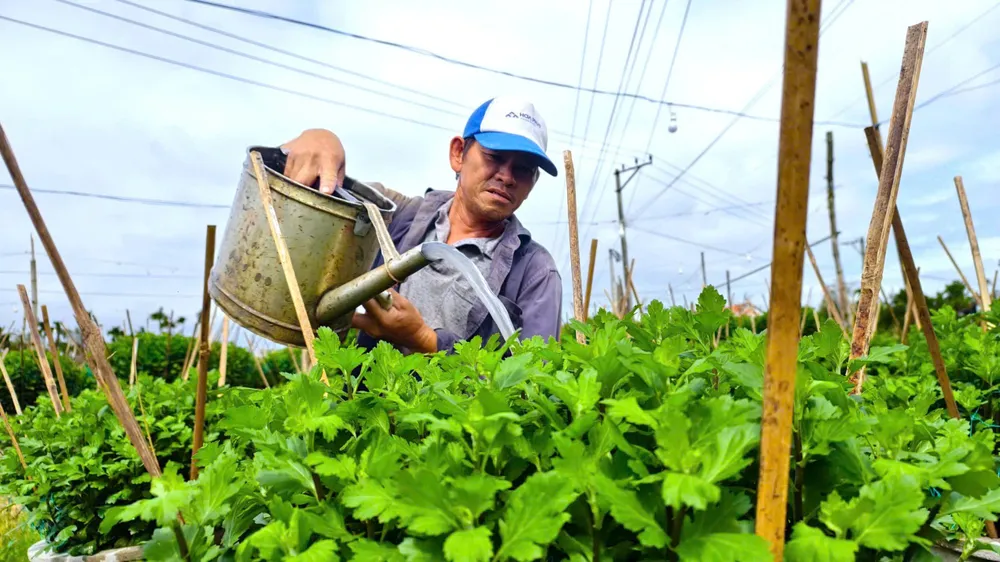 Ông Nông tất bật chăm sóc, tưới phân cho hoa cúc phát triển trở lại sau một thời gian khó khăn vì thời tiết. IMG_1764659198390_1764659481775.jpg