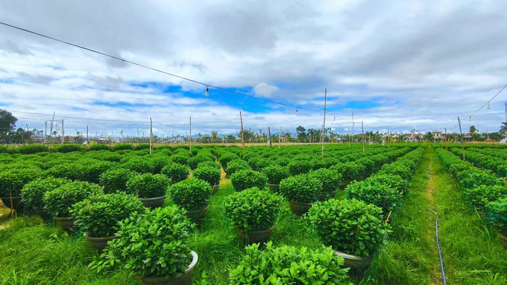 Những vườn hoa cúc đang phát triển tại làng hoa Nghĩa Hiệp. IMG_1764659198558_1764659482928.jpg