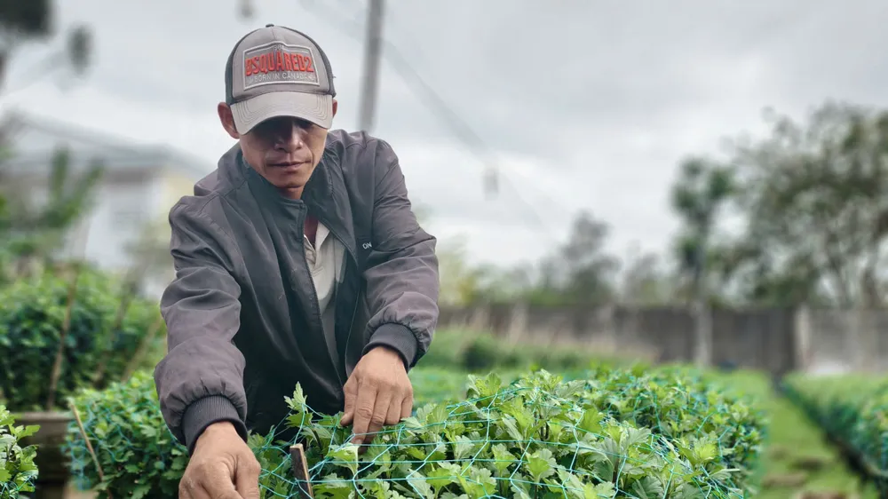 Ông Nhất trồng 800 chậu hoa cúc cho vụ Tết 2026. IMG_1764659198644_1764659483366.jpg