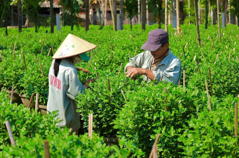 Vợ chồng ông Phạm Hải trồng 500 chậu cúc các loại. Năm nay, chi phí đội lên quá nhiều khiến ông bà lo lắng. vua-hoa-cuc-lon-nhat-mien-trung-tat-bat-vao-vu-hoa-tet-5.jpg