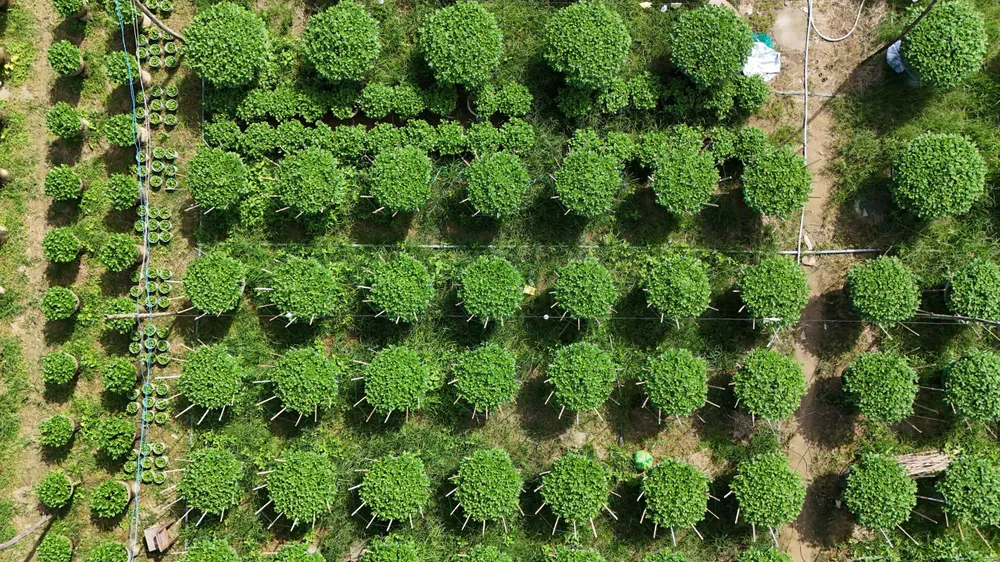 Tại làng hoa Nghĩa Hiệp, có khoảng 50% số chậu hoa được thương lái đặt trước. vua-hoa-cuc-lon-nhat-mien-trung-tat-bat-vao-vu-hoa-tet-1.jpg