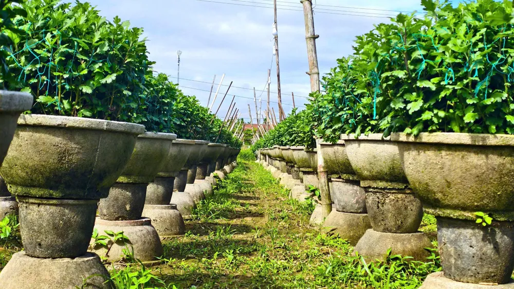 Xã Vệ Giang được xem là thủ phủ hoa cúc Tết ở tỉnh Quảng Ngãi. IMG_1764659198474_1764659482307.jpg