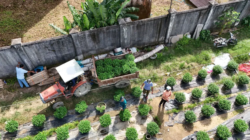 Hiện xã Vệ Giang trồng khoảng 250.000 chậu hoa cúc phục vụ thị trường Tết 2026. 1000015714.jpg